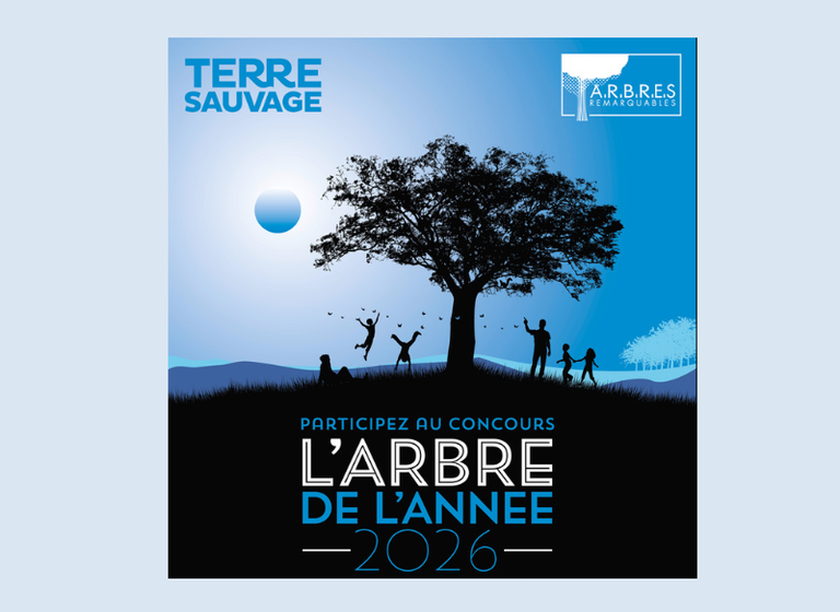 Le concours « Arbre de l’Année 2025 » est lancé : à vos candidatures !